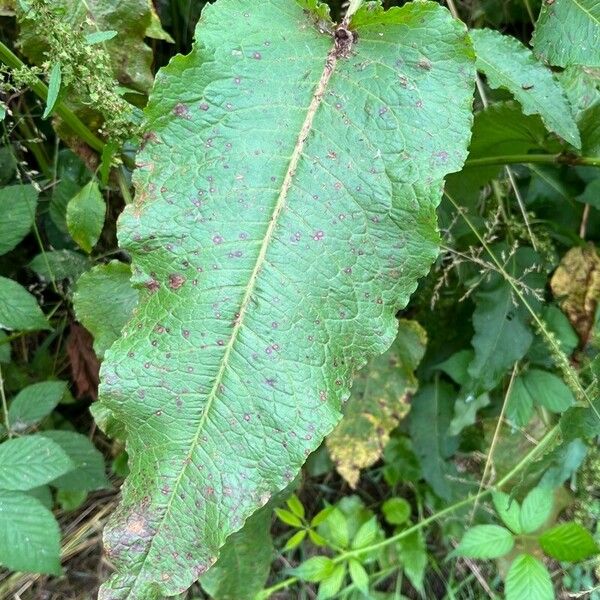 Rumex obtusifolius Leaf