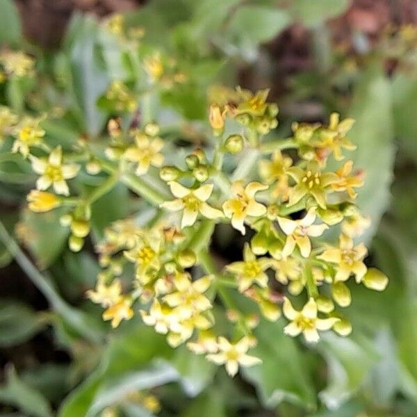 Rubia tinctorum Blomst