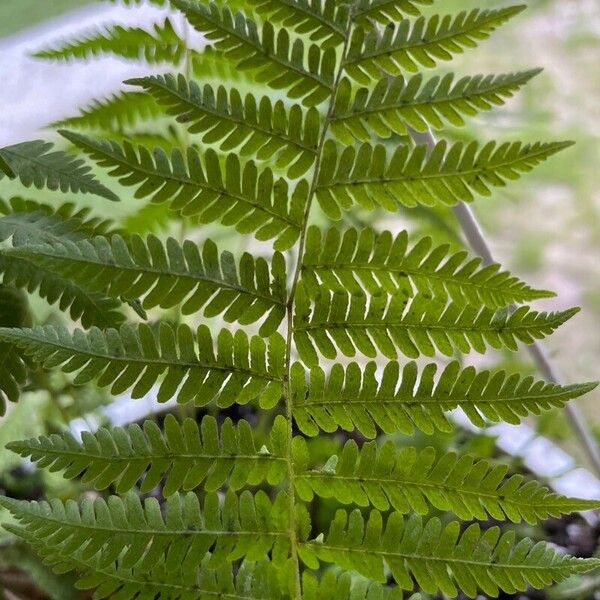 Dryopteris marginalis Leaf