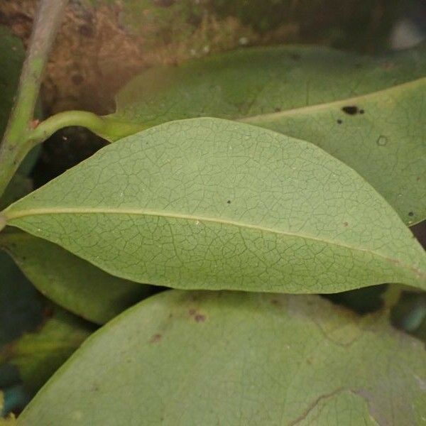 Staudtia kamerunensis Leaf