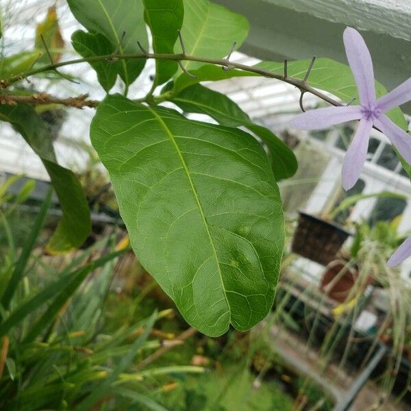 Petrea volubilis Leaf