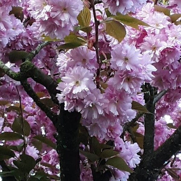 Prunus serrulata Flower