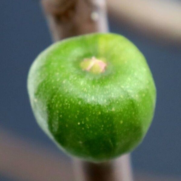 Ficus carica Fruit