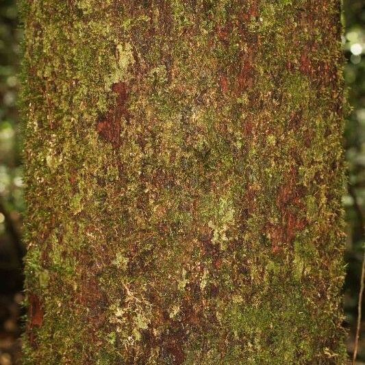 Eperua falcata Schors