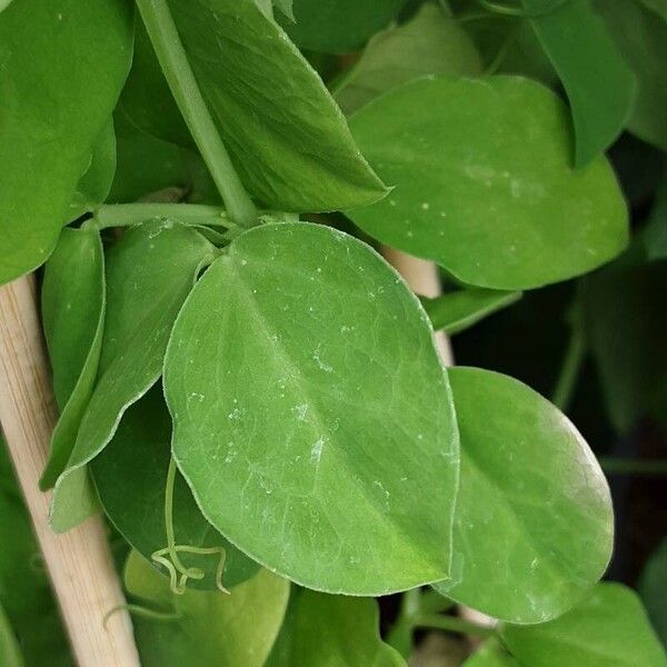 Cobaea scandens Leaf