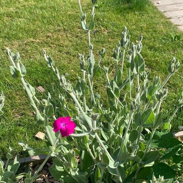 Silene coronaria ഇല