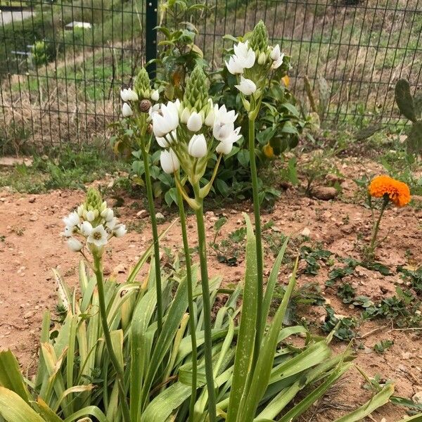 Ornithogalum thyrsoides Fiore