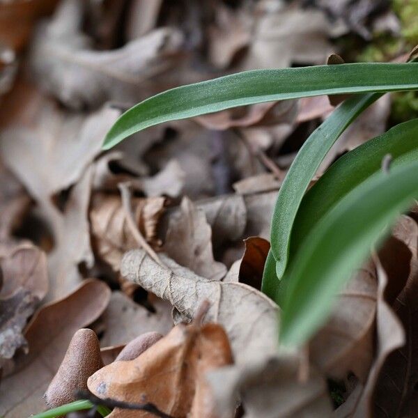 Dactylorhiza romana Leaf