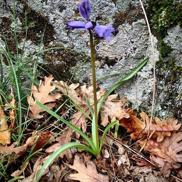 Hyacinthoides hispanica 花