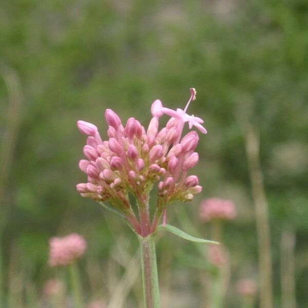 Centranthus angustifolius Flor