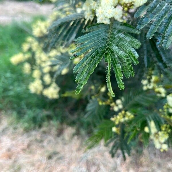 Observation: Acacia mearnsii De Wild. (Vietnam Gardener Nov 16, 2023 ...