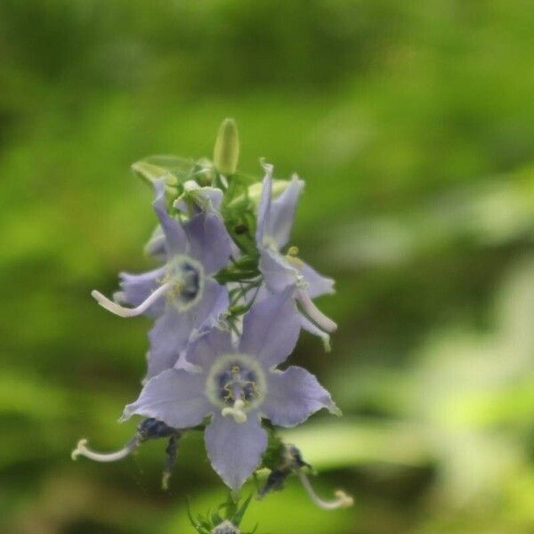 Campanulastrum americanum Žiedas