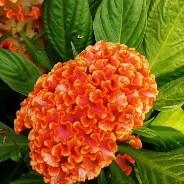 Celosia argentea Flower