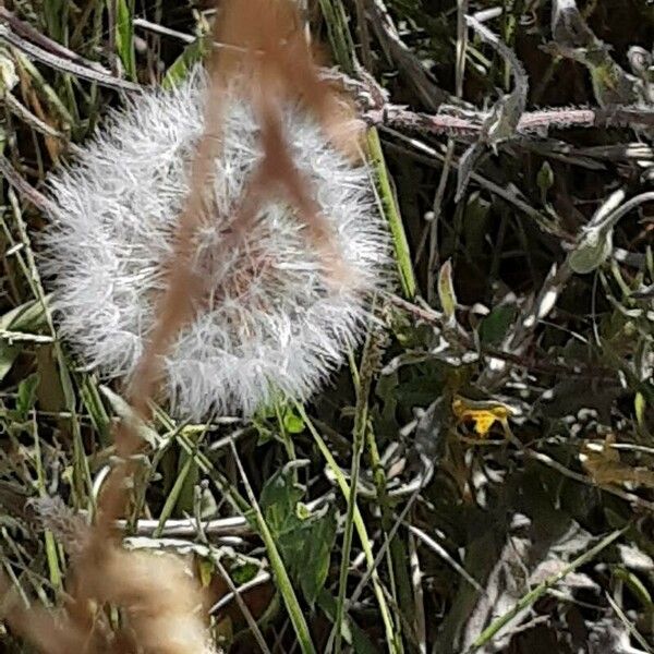 Crepis foetida Fruit