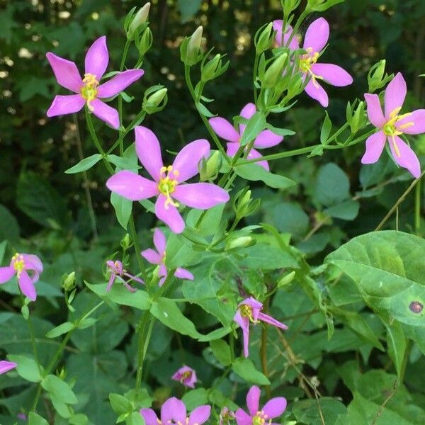 Sabatia angularis Flors