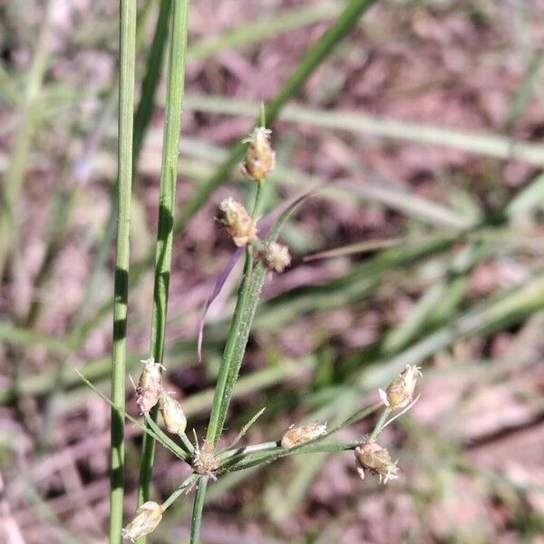 Fimbristylis dichotoma 花