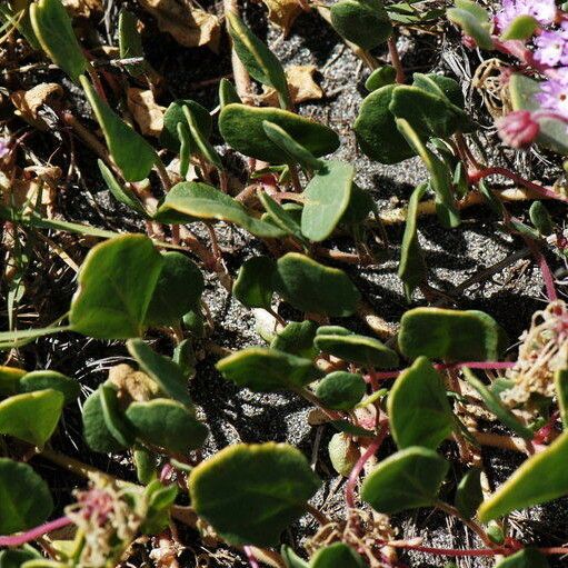 Abronia umbellata عادت داشتن