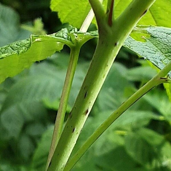 Rubus occidentalis Кора