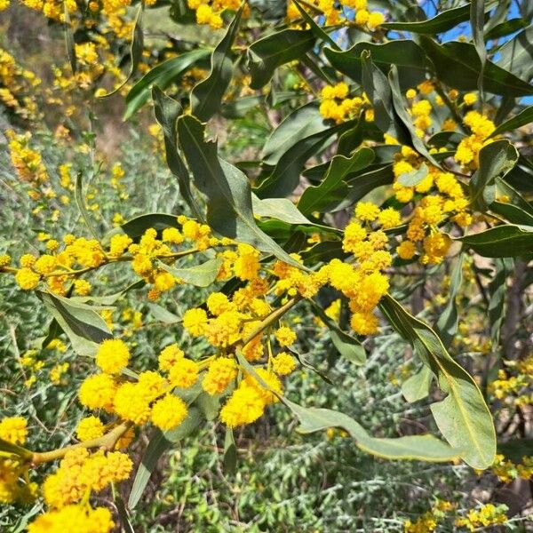 Acacia saligna Flower