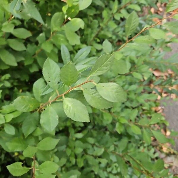 Prunus japonica Feuille