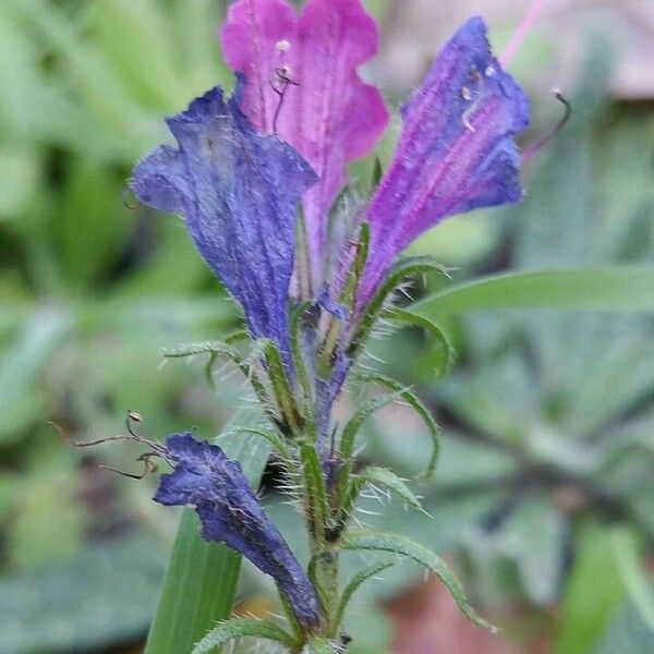 Echium plantagineum Flower