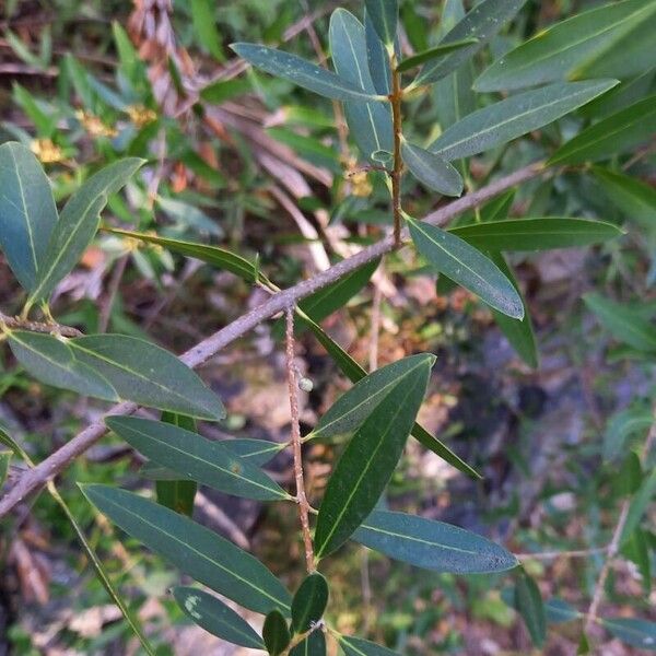 Phillyrea angustifolia Leaf