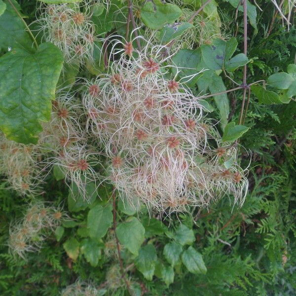 Clematis vitalba Fruit