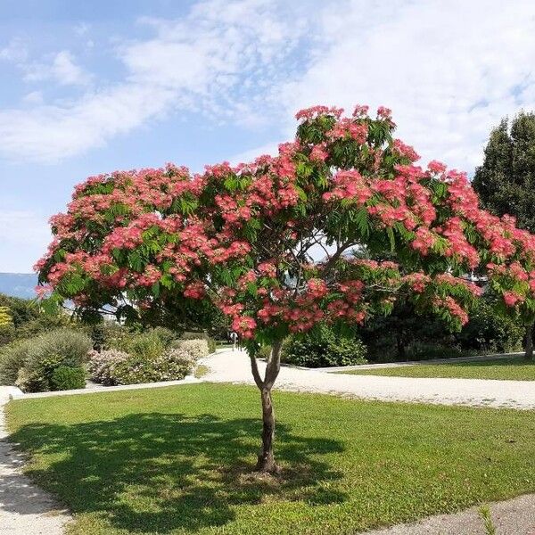 Albizia julibrissin Habit