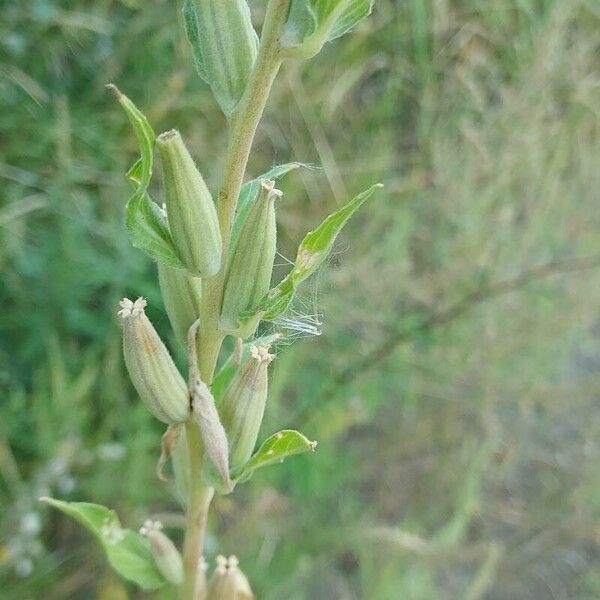 Oenothera villosa Vaisius