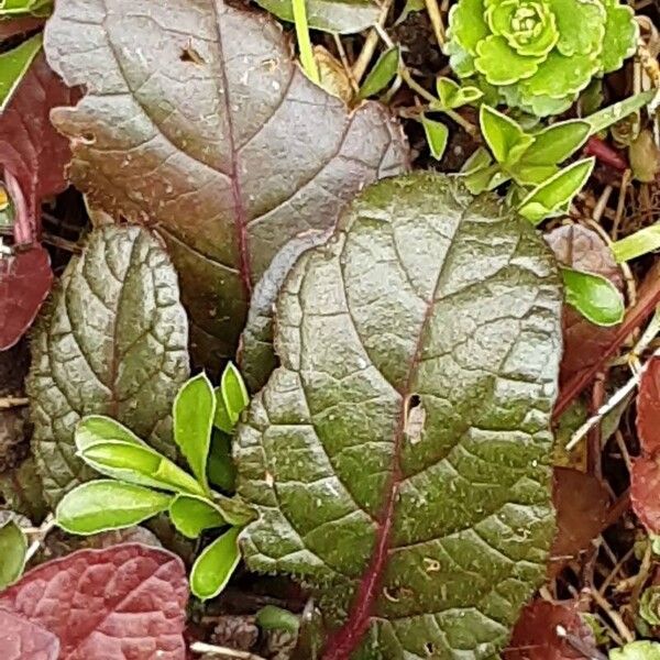 Ajuga pyramidalis Leaf