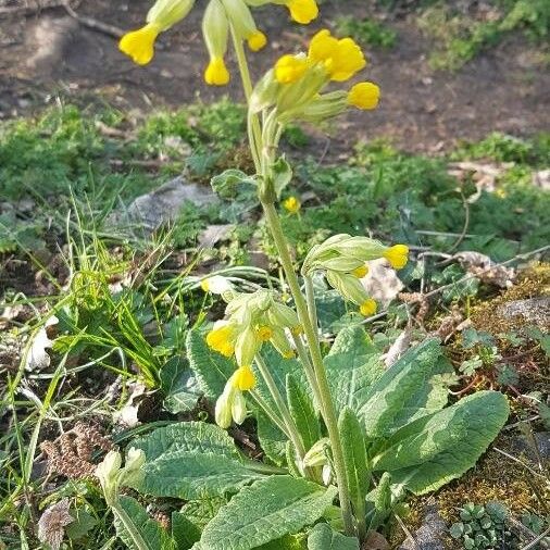 Primula veris Blatt