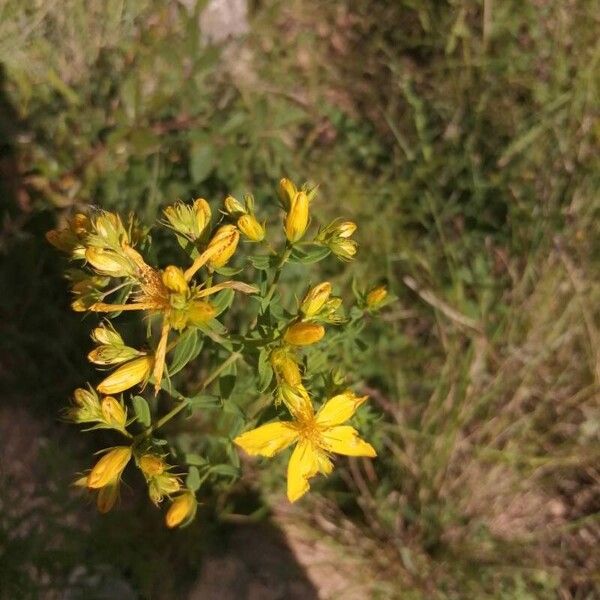 Hypericum perfoliatum ফুল