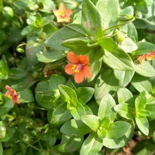 Lysimachia arvensis Lorea