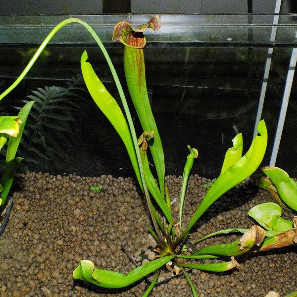 Sarracenia flava Habitat