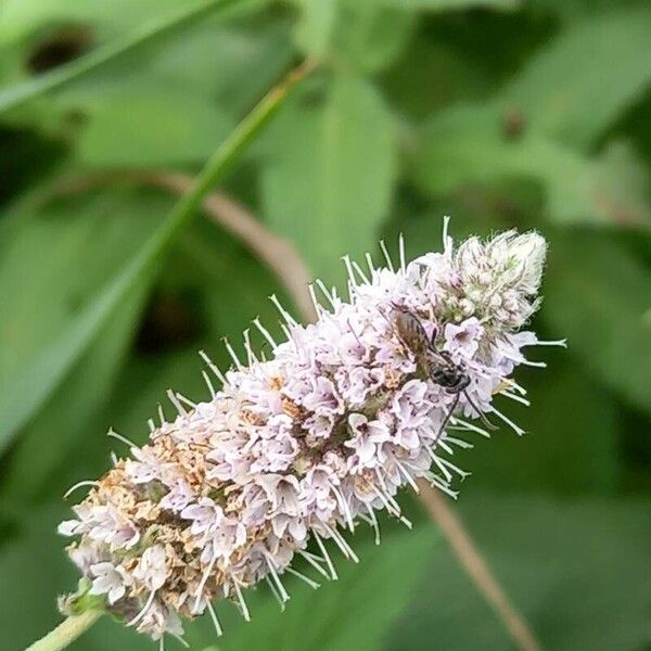 Mentha longifolia Flower