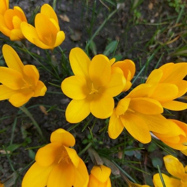 Crocus chrysanthus Flors