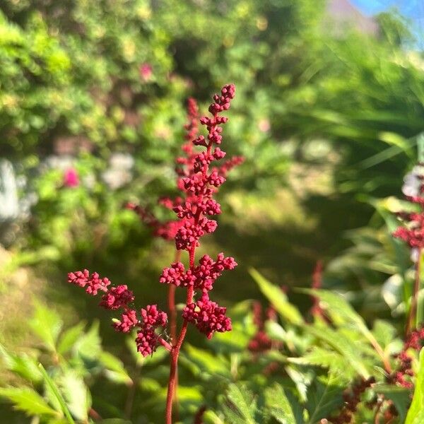 Astilbe japonica Λουλούδι