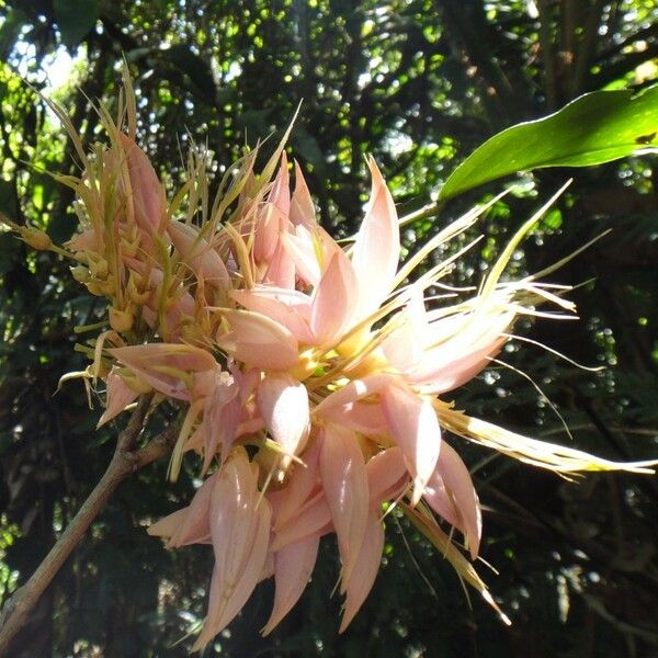 Arthroclianthus maximus 果實