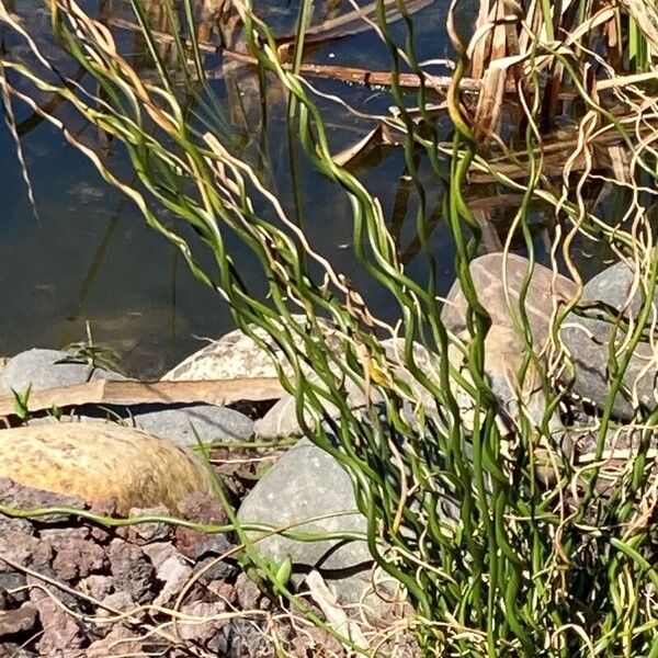 Equisetum scirpoides Leaf