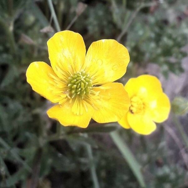 Ranunculus acris Kukka