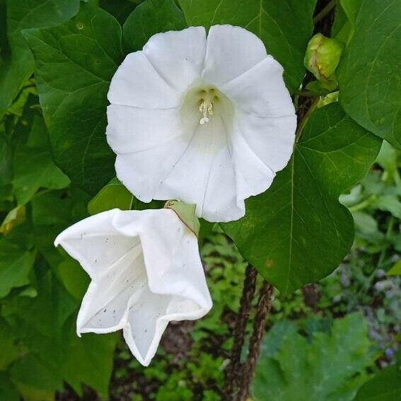 Calystegia sepium Blüte