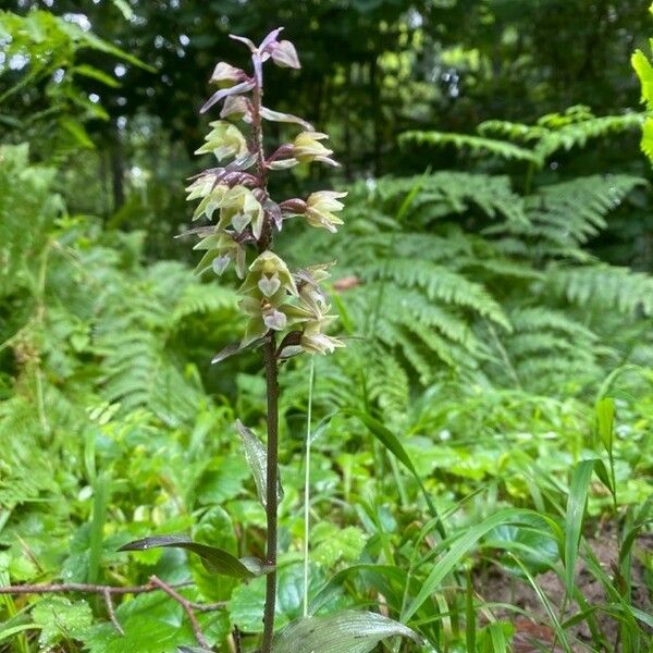 Epipactis purpurata Žiedas