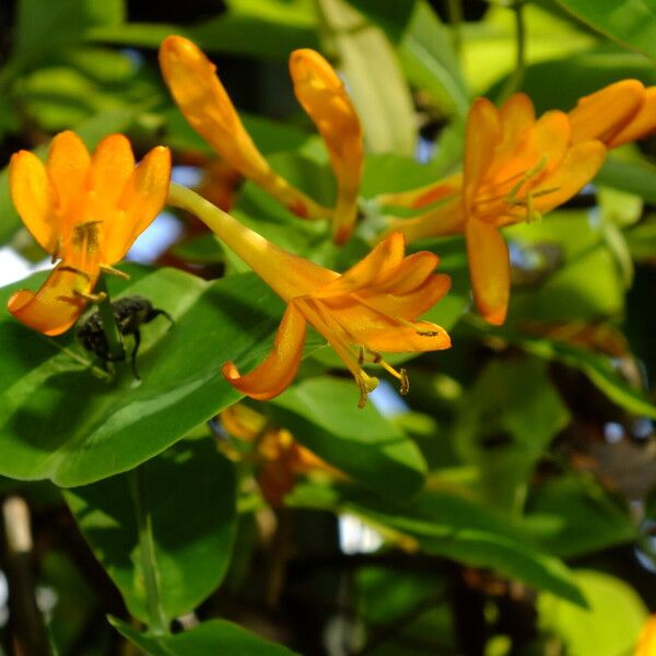 Lonicera sempervirens 花