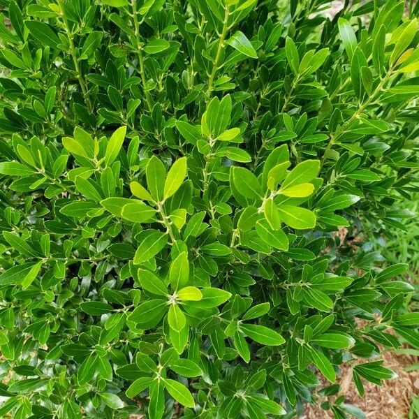 Ilex glabra Fuelha