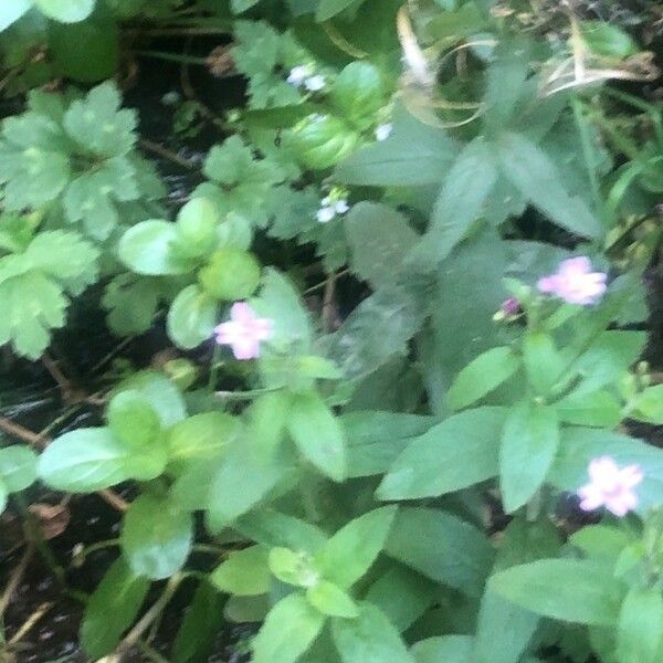 Epilobium parviflorum Blatt