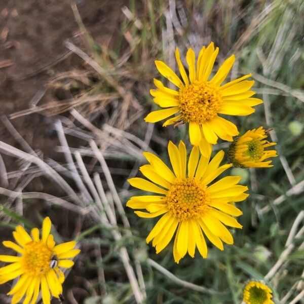 Erigeron linearis Flower