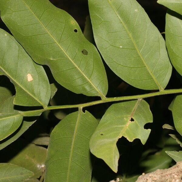 Sapindus saponaria Folha