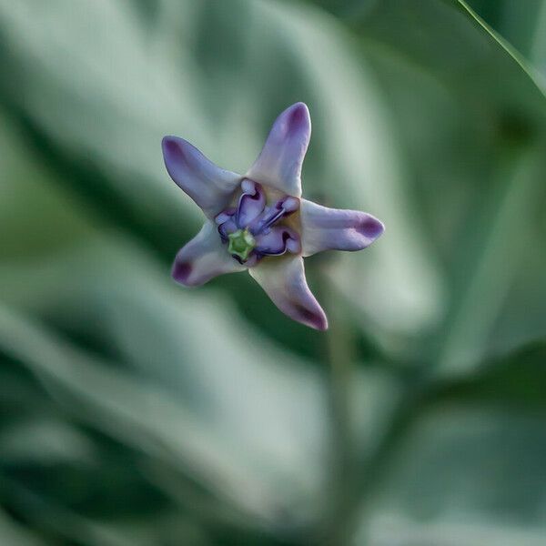 Calotropis procera Blomst