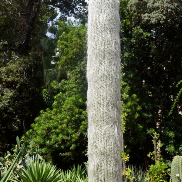 Cephalocereus senilis Hàbitat