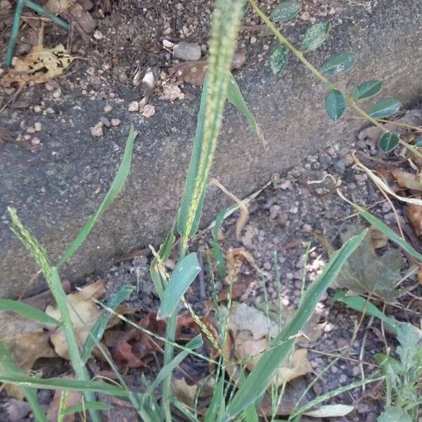 Digitaria sanguinalis Flor